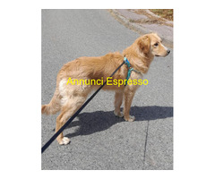 In regalo SISSY MIX GOLDEN RETRIVER