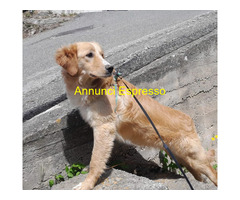 In regalo SISSY MIX GOLDEN RETRIVER