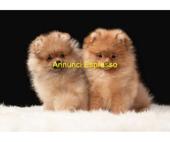 In regalo Spitz