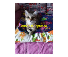In regalo cucciola europea
