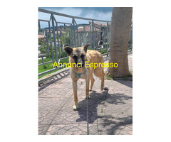 In regalo AMY CUCCIOLA MIX PASTORE BELGA