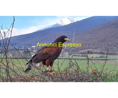 CorsoFalconeria corso di introduzione