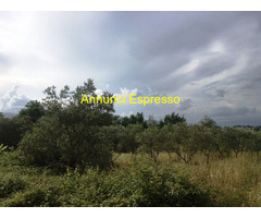 Vendo terreno agricolo in zona Montecalvoli PI