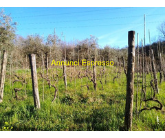 Vendo terreno agricolo in zona Montecalvoli PI