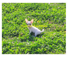 Chihuahua toy maschietto