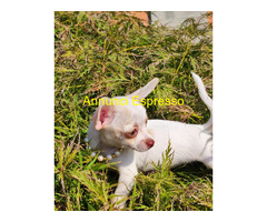 Chihuahua toy maschietto