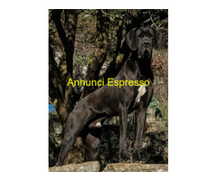 Alani arlecchini neri e grigi