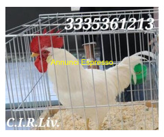 Galline livornesi bianche pure