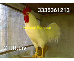 Galline livornesi bianche pure