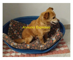 In regalo NOCCIOLINA tg piccola 4 anni