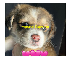 In regalo DAENERIS 3 mesi taglia piccola