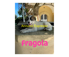 In regalo cucciole 2 mesi taglia grande