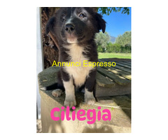 In regalo cucciole 2 mesi taglia grande