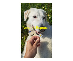 In regalo CAGNOLINA METICCIA