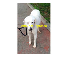 In regalo CAGNOLINA METICCIA