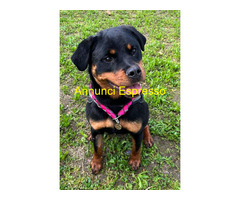 In regalo CANE ROTTWEILER