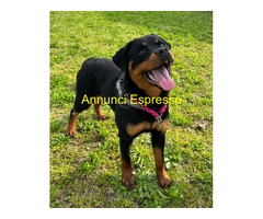 In regalo CANE ROTTWEILER