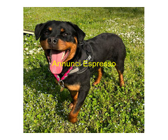 In regalo CANE ROTTWEILER