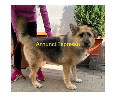 In regalo CANE PASTORE BRIE