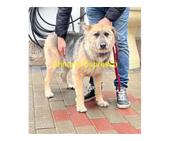 In regalo CANE PASTORE BRIE