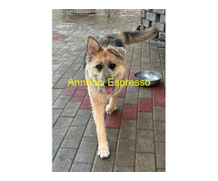 In regalo CANE PASTORE BRIE