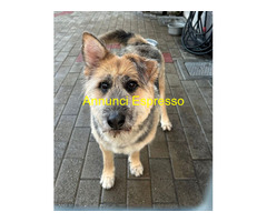 In regalo CANE PASTORE BRIE