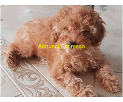 Barboncino toy maschietto