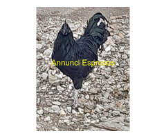 Uova feconde di aym cemani