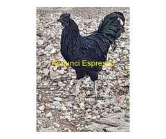 Uova feconde di aym cemani