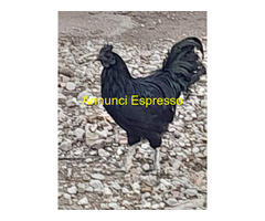 Uova feconde di aym cemani