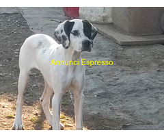Cucciolo pointer maschio 6 mes