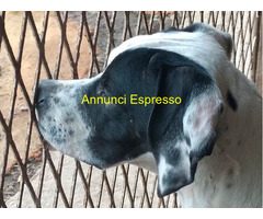 Cucciolo pointer maschio 6 mes