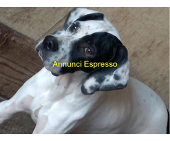 Cucciolo pointer maschio 6 mes