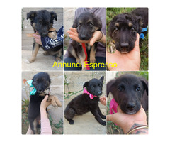 In regalo CUCCIOLI CERCANO CASA