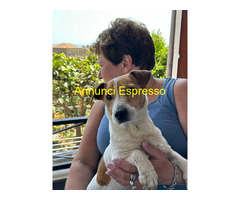 In regalo MILO JACK RUSSEL