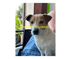 In regalo MILO JACK RUSSEL