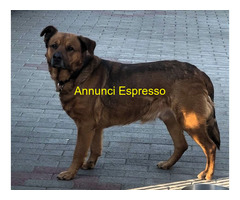 In regalo CANE METICCIO