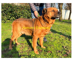 In regalo CANE METICCIO