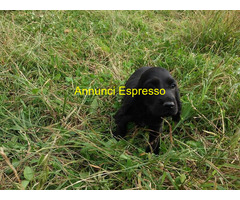 Cocker Spaniel maschietto