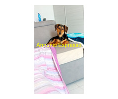 In regalo Incrocio bassotto Jack russell