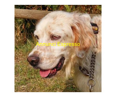 In regalo CANE SETTER INGLESE