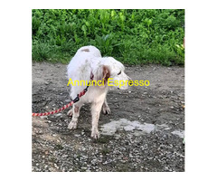 In regalo CANE SETTER INGLESE
