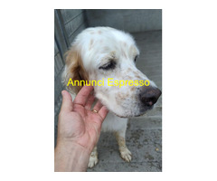 In regalo CANE SETTER INGLESE