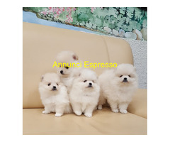 Spitz toy cuccioli