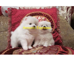 Spitz toy cuccioli