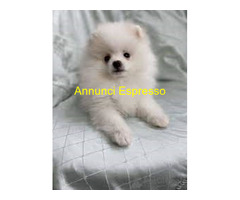 Spitz toy cuccioli