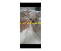 Chihuahua toy