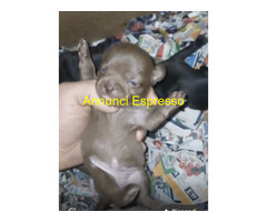 Chihuahua toy