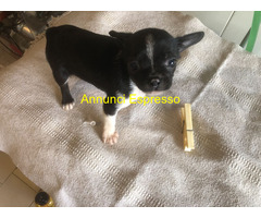 Chihuahua toy
