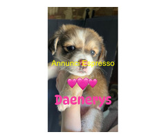 In regalo DAENERIS 3 mesi taglia piccola
